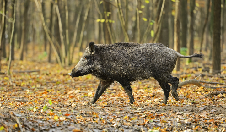 Ikona pre článok Spoločná polovka